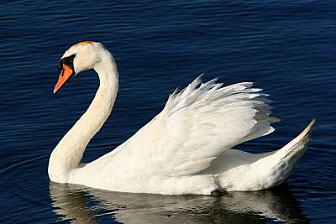 cygne au parc ornithologique